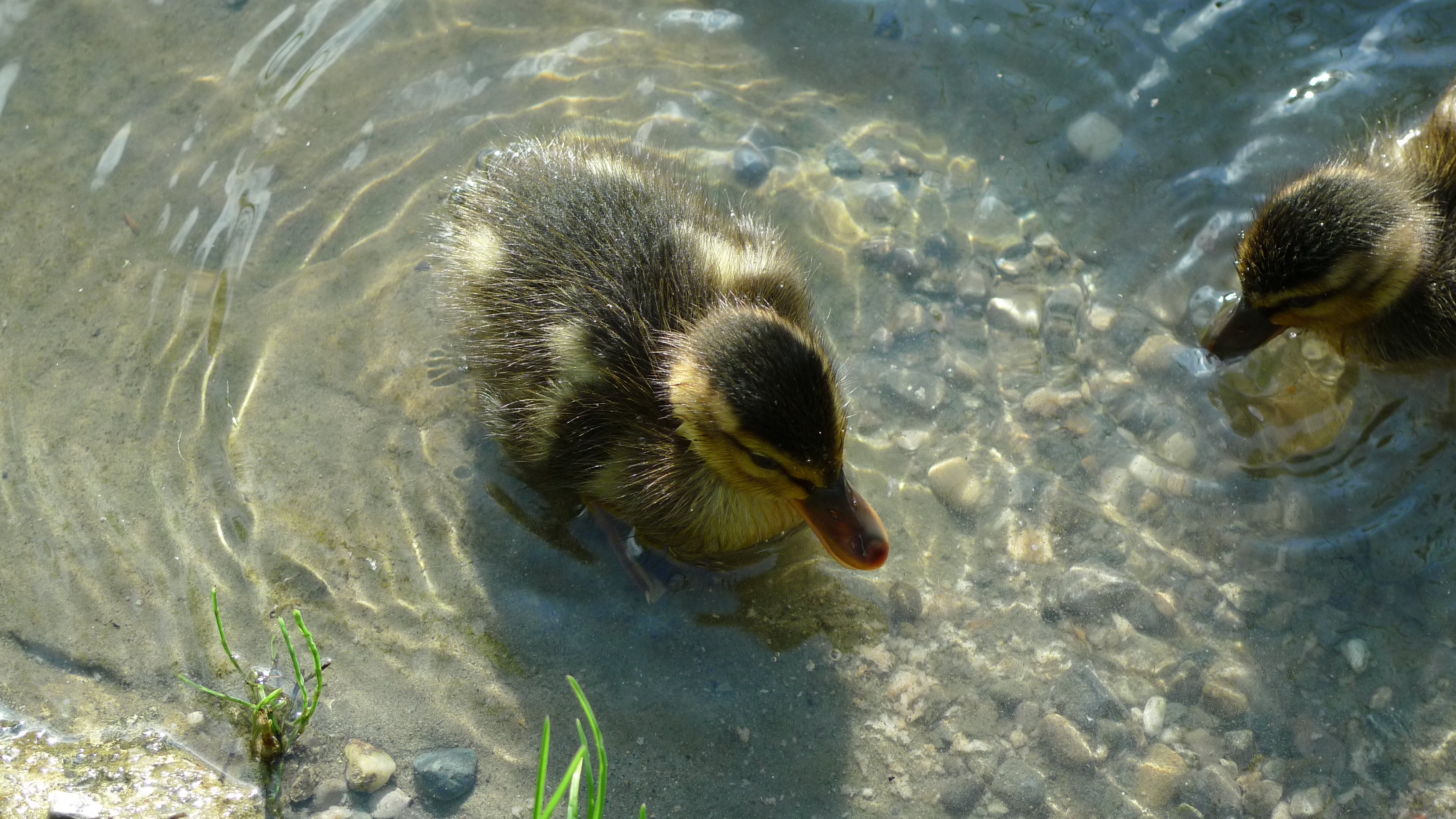 Zwei junge Entlein schwimmen im Weiher des Altersheim Hof Riedern in St. Gallen